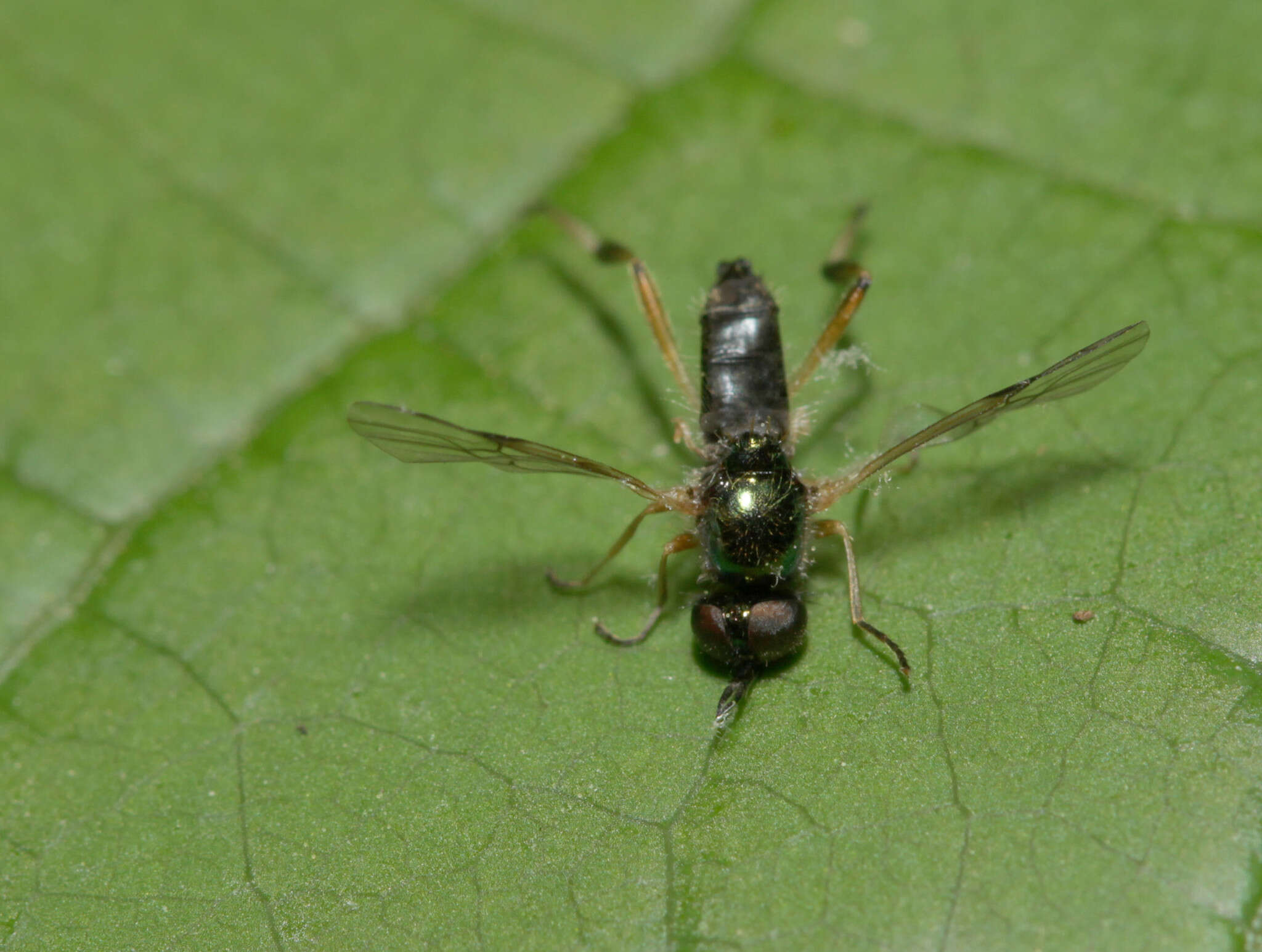 Image of Actina viridis (Say 1824)