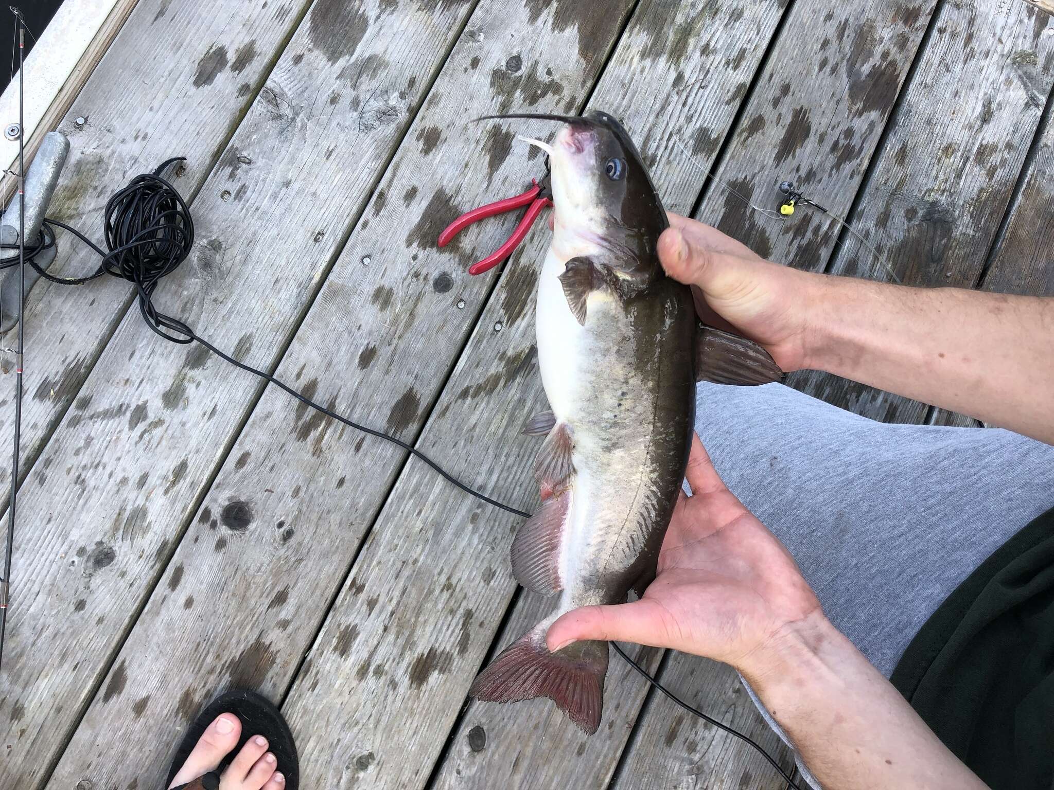 Image of White catfish