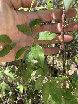 Heteromorpha arborescens (Thunb.) Cham. & Schltdl.的圖片