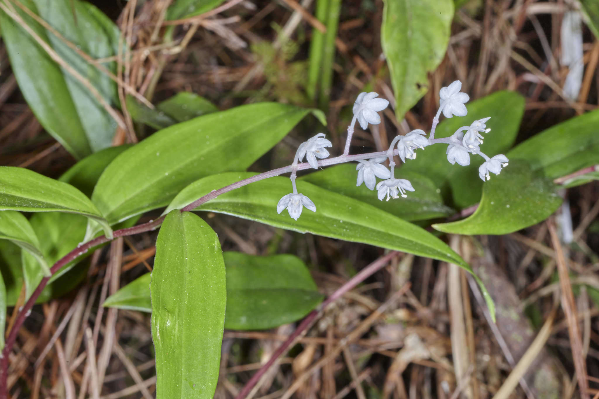 Image de Maianthemum paniculatum (M. Martens & Galeotti) La Frankie