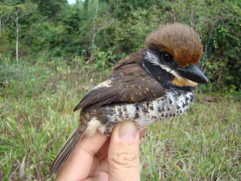 Image of Spotted Puffbird