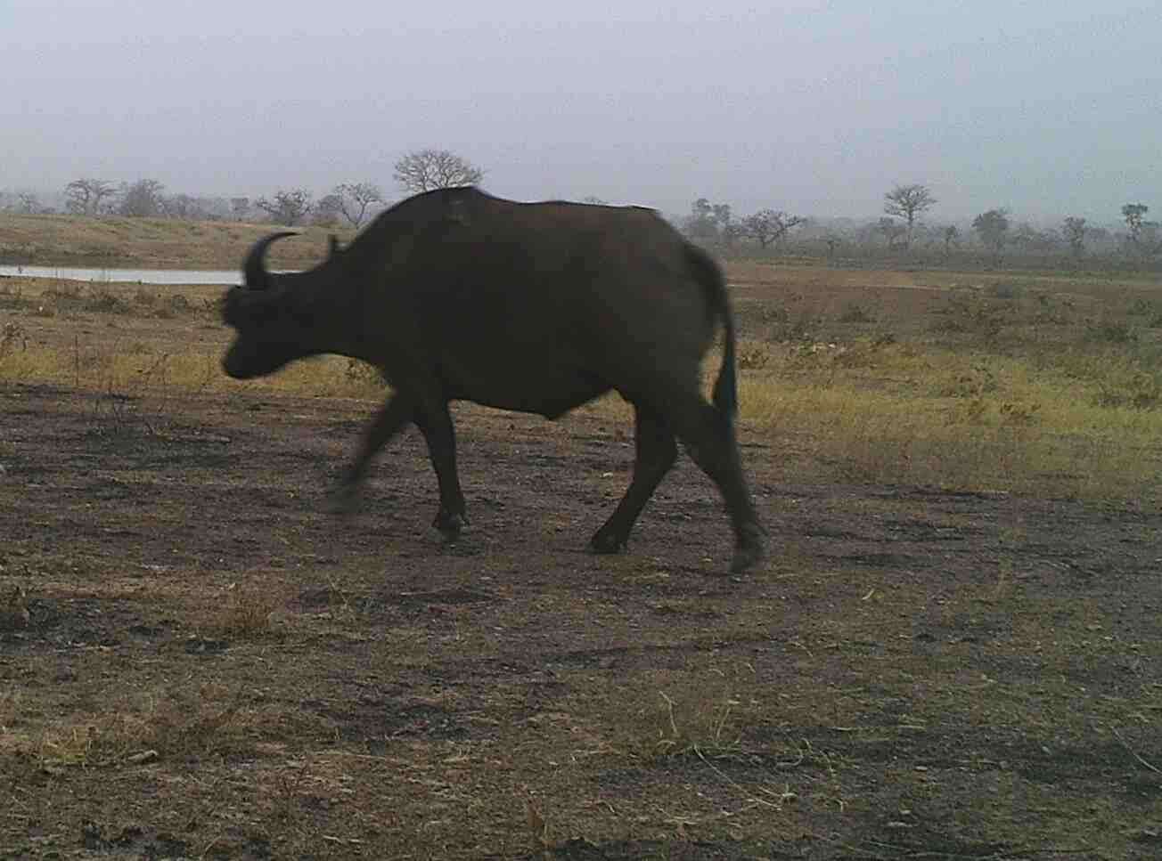 Image of Syncerus caffer brachyceros (Gray 1837)