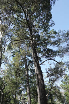 Plancia ëd Callitris columellaris F. Muell.