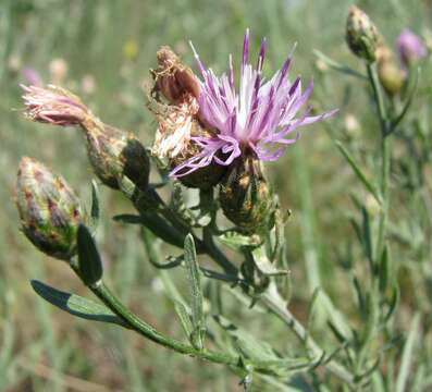 Image of Centaurea savranica Klok.