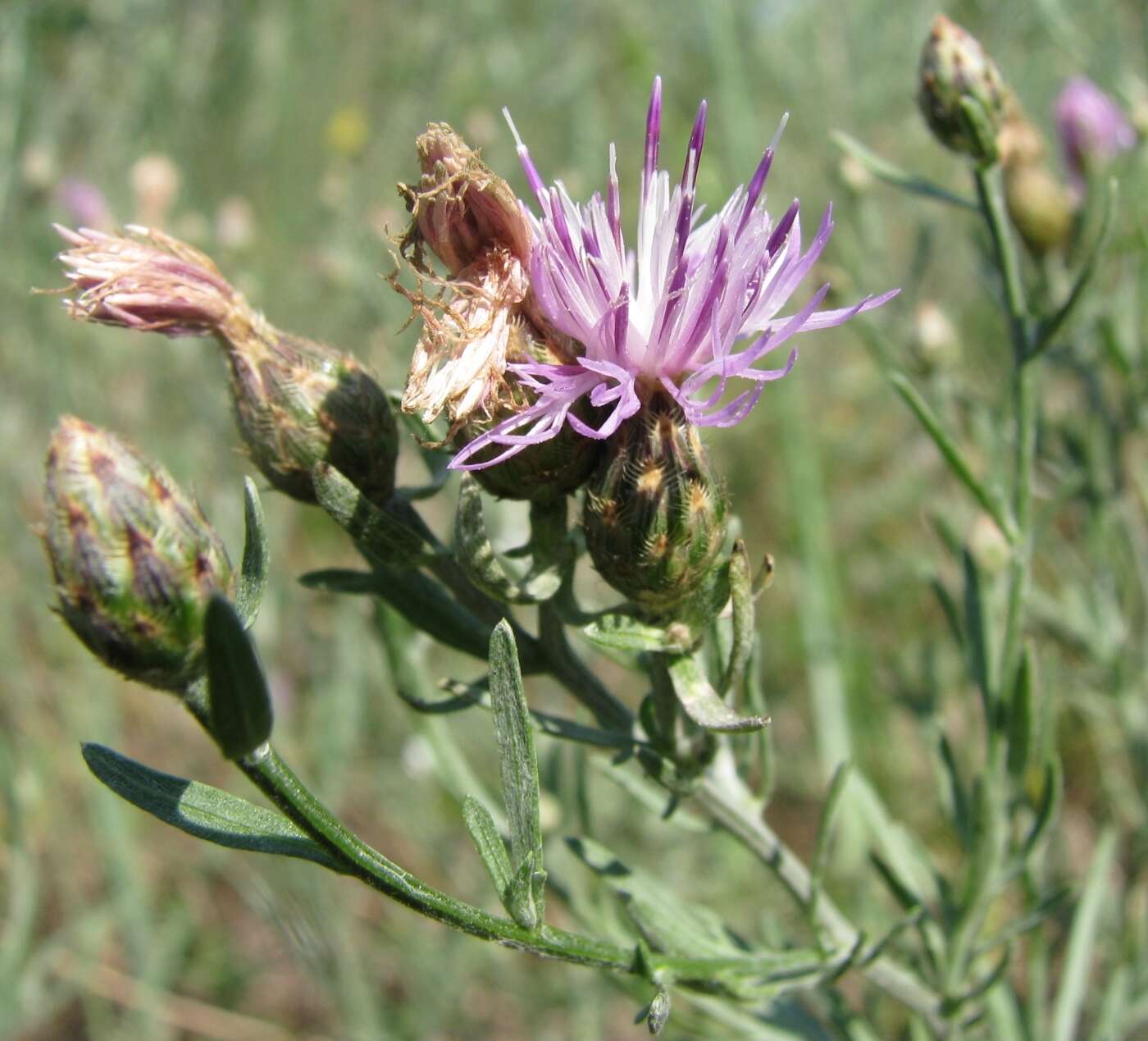 Image of Centaurea savranica Klok.