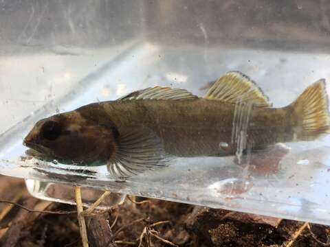 Image de Etheostoma douglasi Wood & Mayden 1993