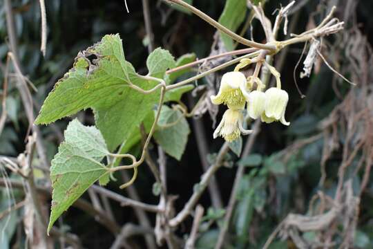 Image of Clematis connata DC.