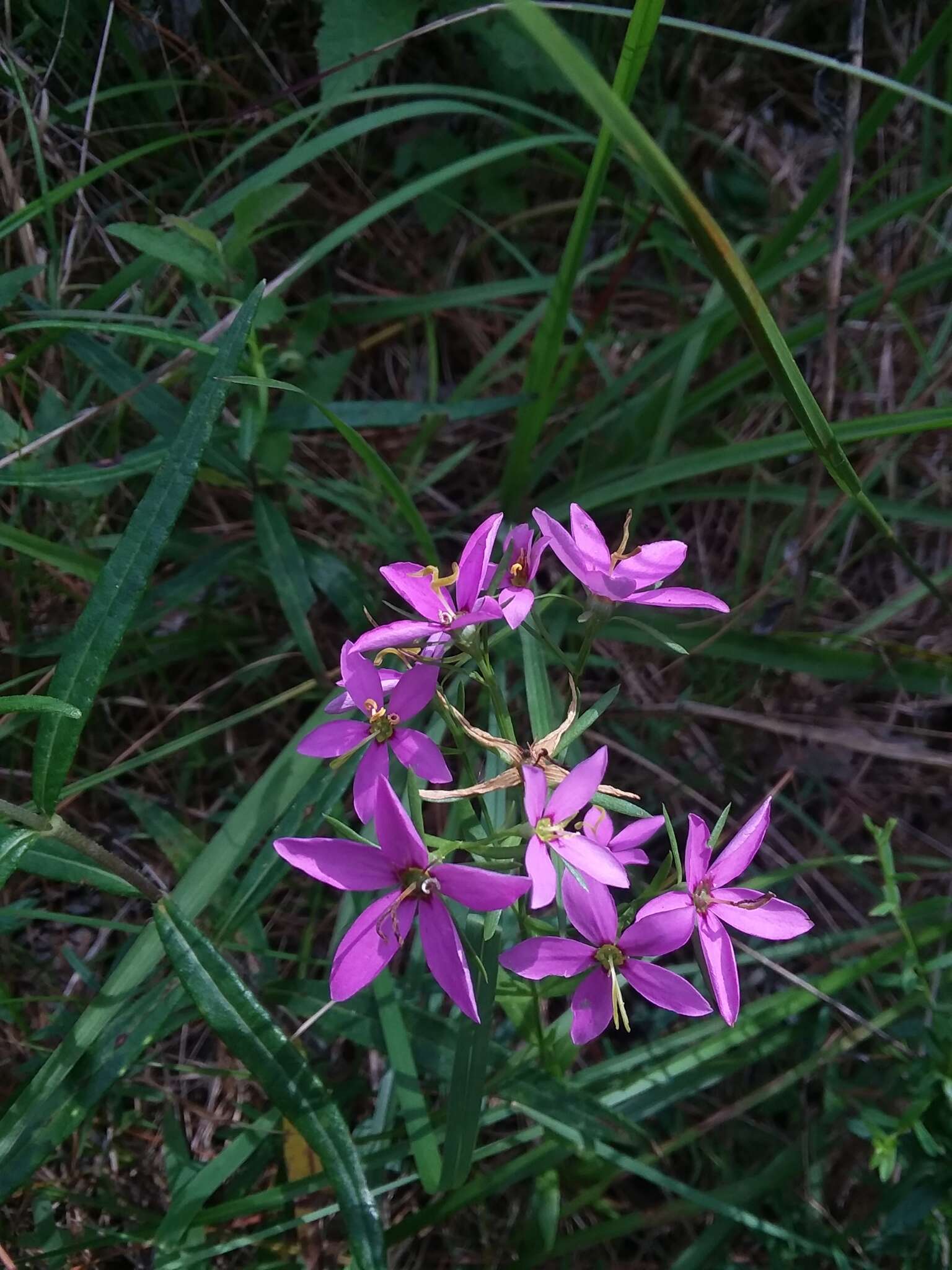 Sabatia brachiata Ell. resmi