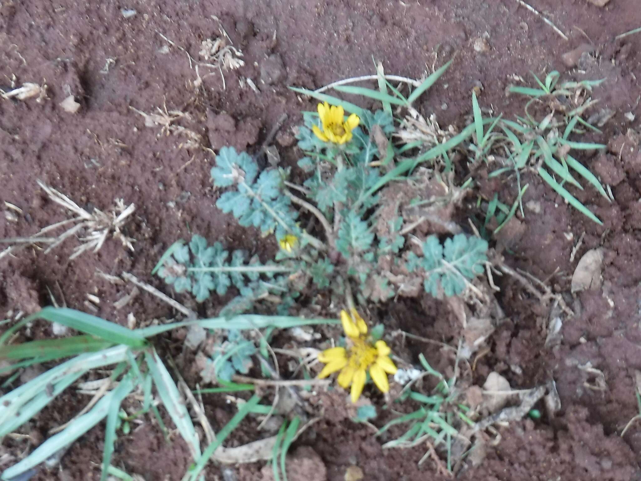 Sivun Dugesia mexicana (A. Gray) A. Gray kuva