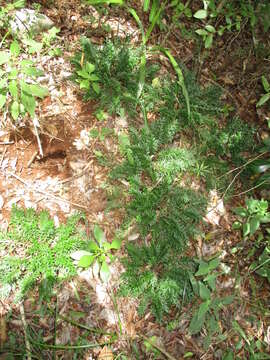 Image of Selaginella convoluta (Arn.) Spring