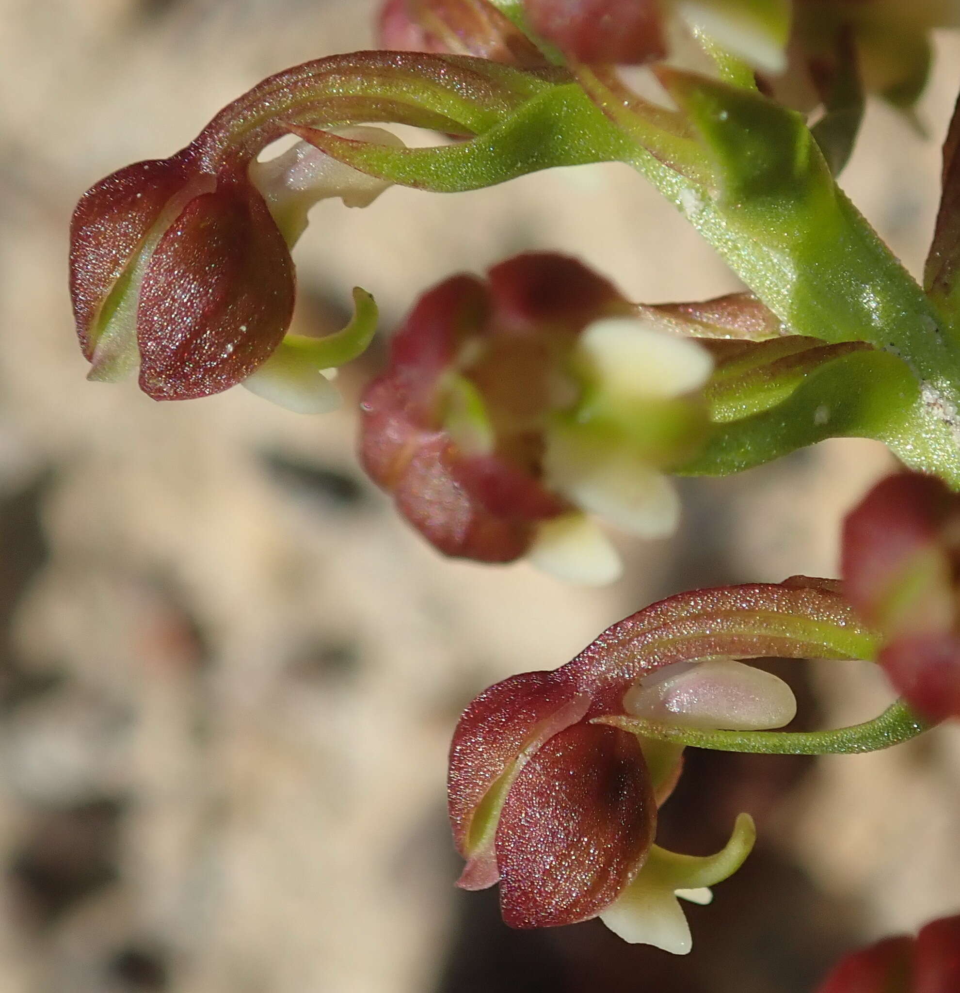 Image of Brachycorythis mac-owaniana Rchb. fil.