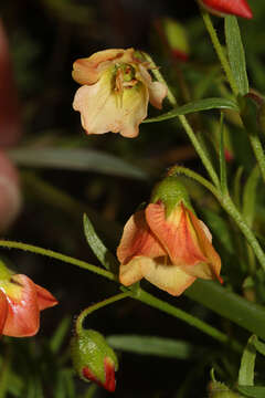 Image of Hermannia pinnata L.