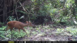 Image of Central American Red Brocket Deer