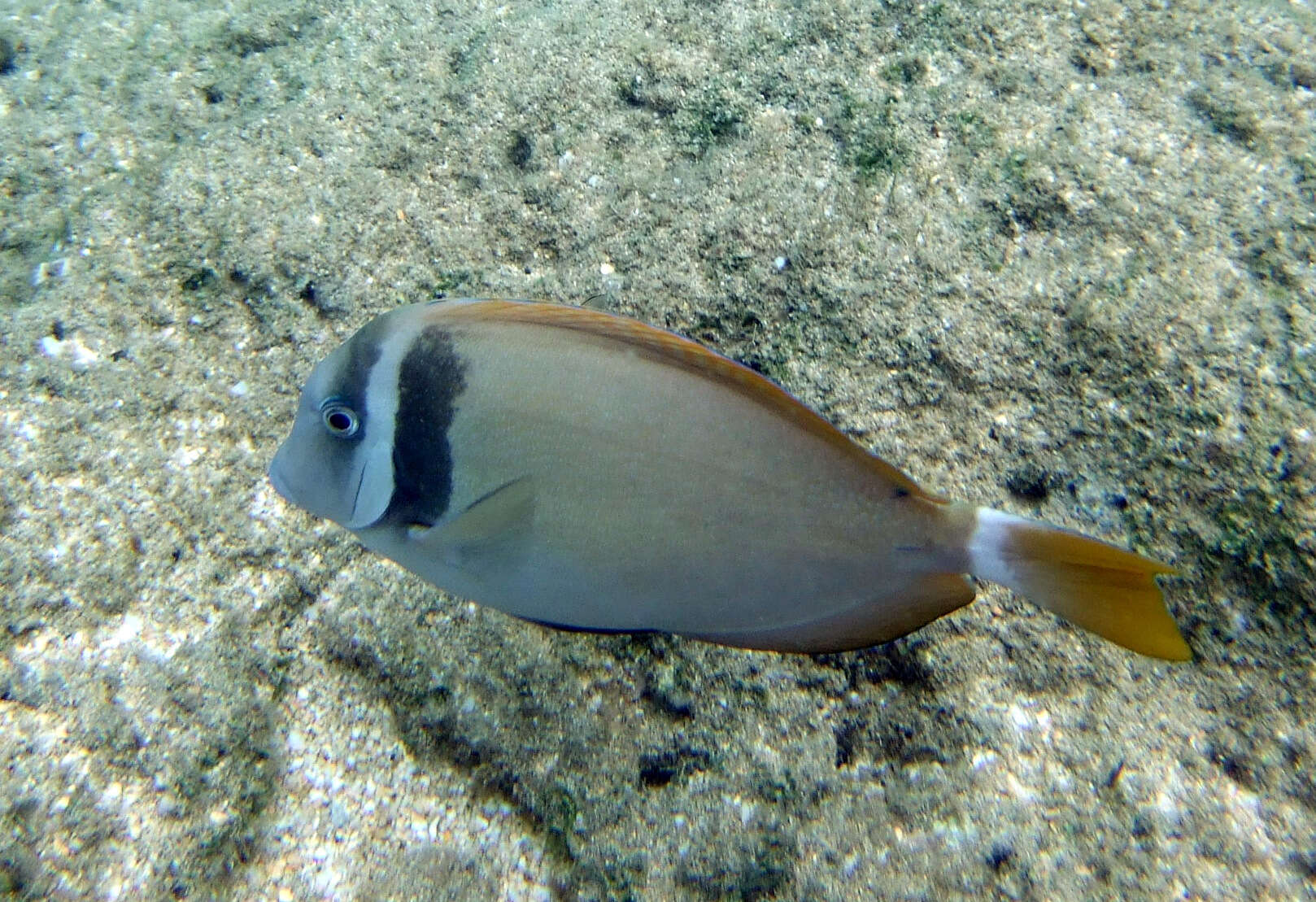 Imagem de Acanthurus leucopareius (Jenkins 1903)