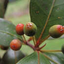 Image of Ficus oleifolia King