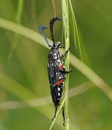 Image of Distichocera thomsonella White 1859