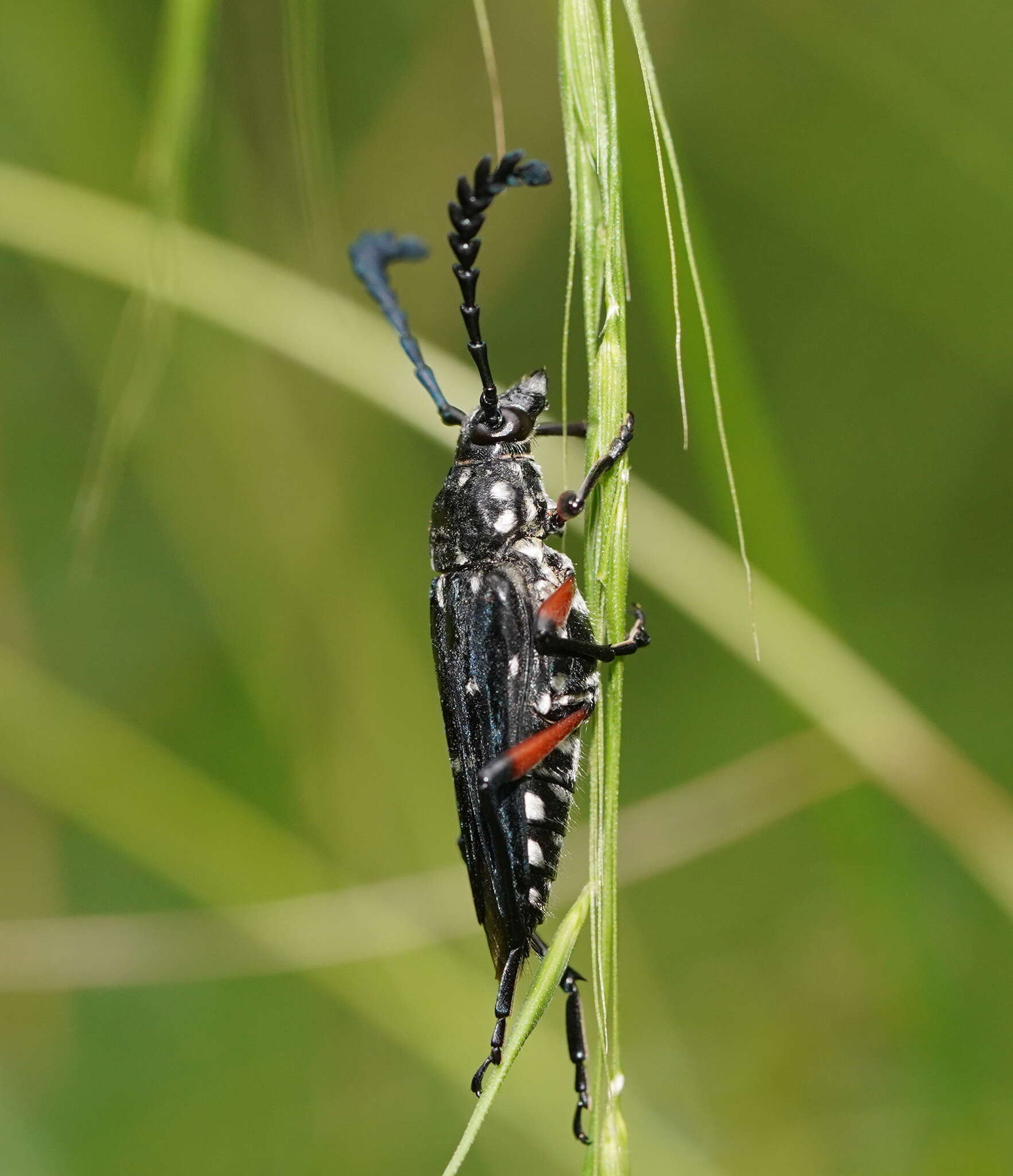 Image of Distichocera thomsonella White 1859