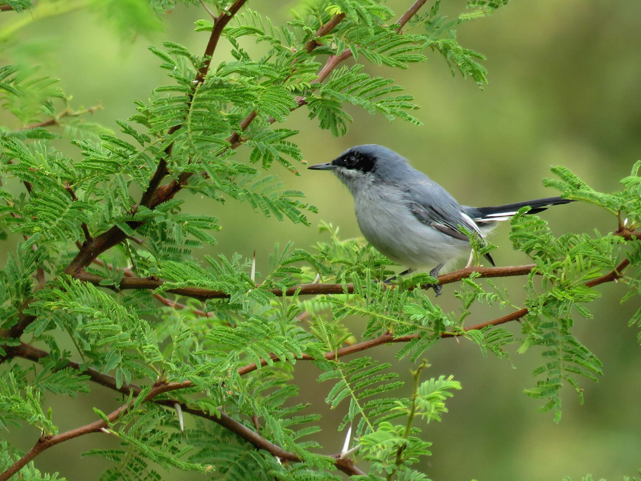 Image of Masked Gnatcatcher