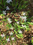 Image of crested iris