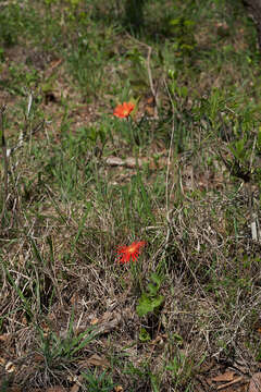 Image of Barberton daisy