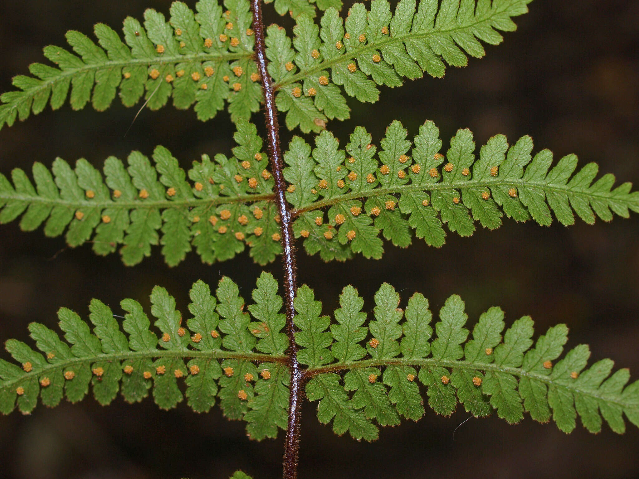 Image of Hypolepis rugosula subsp. rufobarbata (Colenso) Schwartsb.