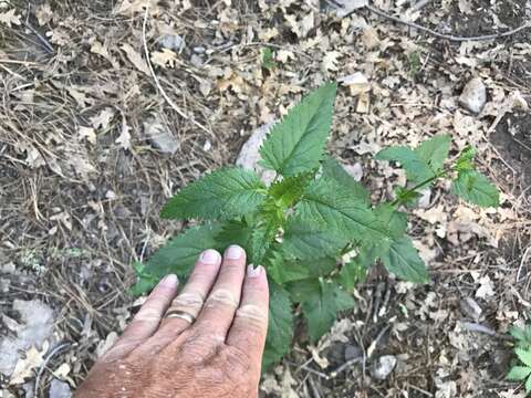 Scrophularia parviflora Wooton & Standley resmi