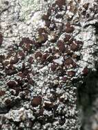 Image of Beaded rim-lichen;   Rim lichen