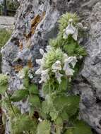 Image of Stachys mollissima Willd.