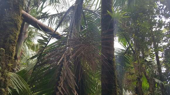 Image of Sierran palm