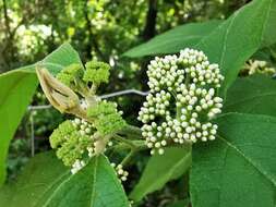 صورة Callicarpa acuminata Kunth