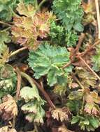 Image of sparseleaf cinquefoil