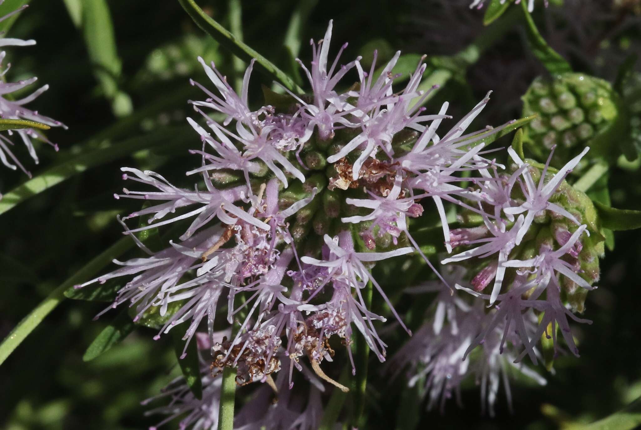 Image of Willowy Mountainbalm