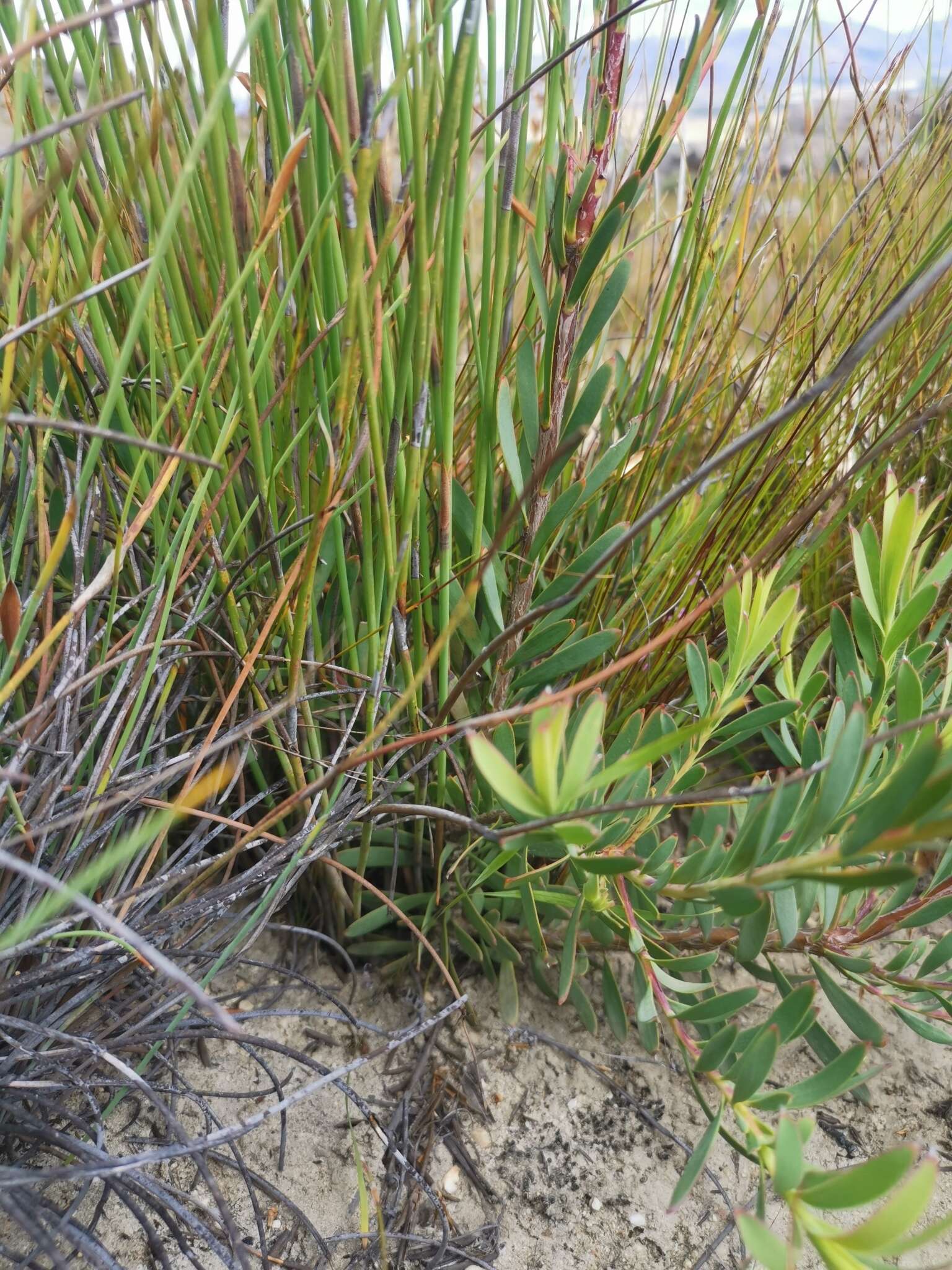 Image of Leucadendron diemontianum I. J. M. Williams