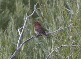 Image of Cassin's Finch