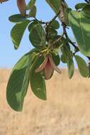 Annona longiflora S. Watson resmi