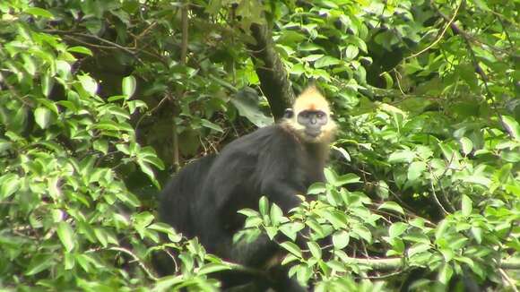 Image of Cat Ba Black Leaf Monkey