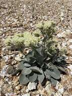 Image of granite buckwheat