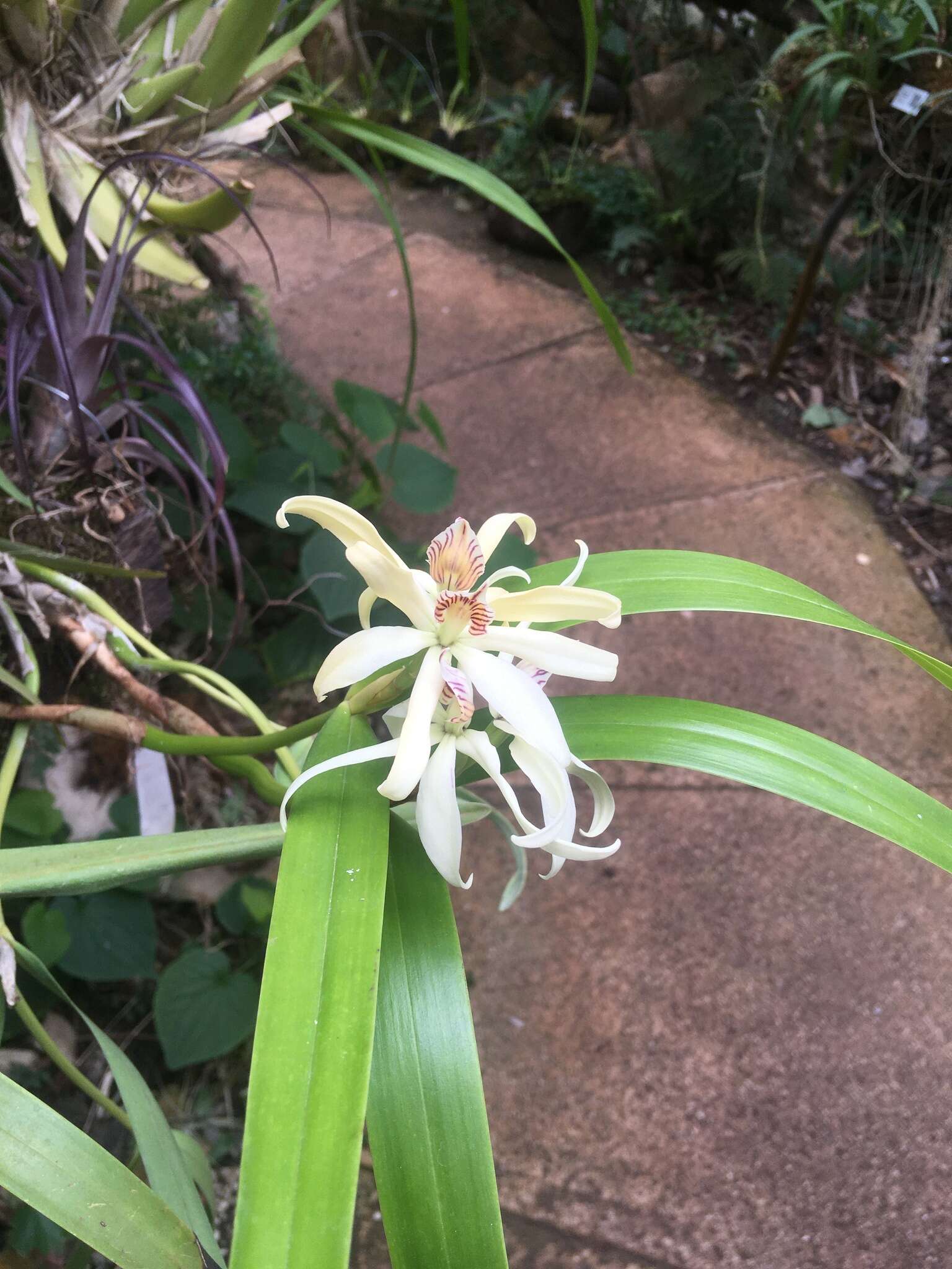 Imagem de Prosthechea baculus (Rchb. fil.) W. E. Higgins