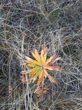 Image of Euphorbia stepposa Zoz ex Prokh.