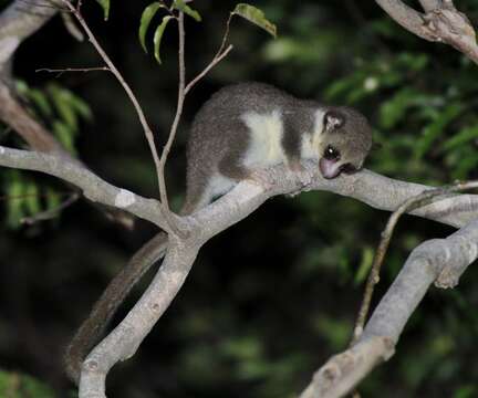 Image of fat-tailed dwarf lemur