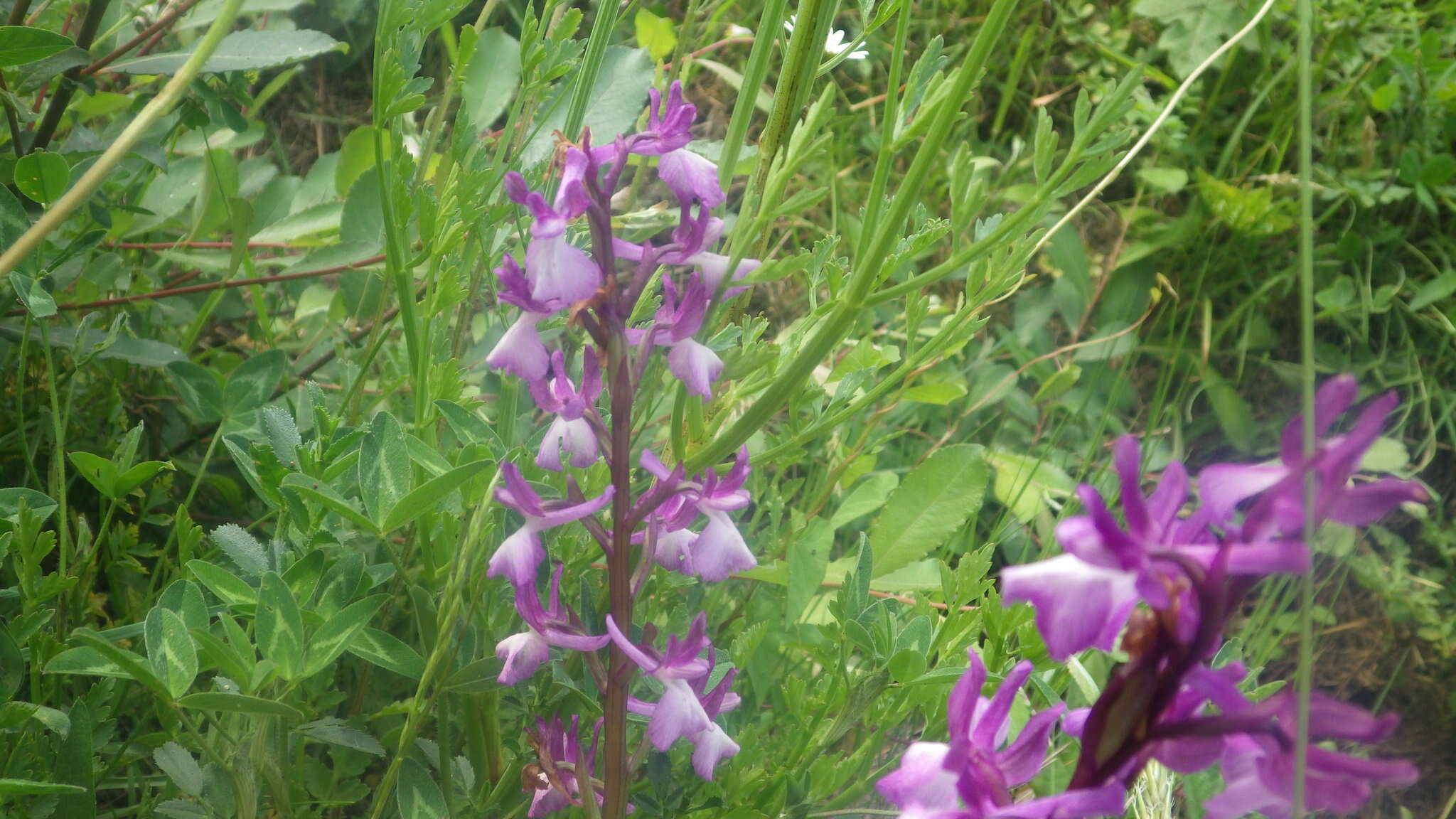 Image of Anacamptis alata (Fleury) H. Kretzschmar, Eccarius & H. Dietr.