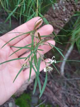 Imagem de Grevillea linearifolia (Cav.) Druce