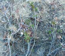 Image of Pteronia elongata Thunb.