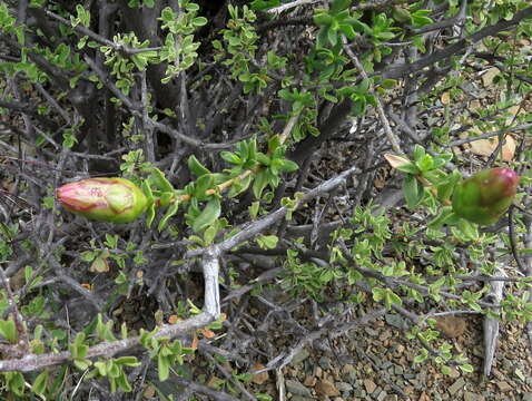 Image of Pteronia adenocarpa Harv.