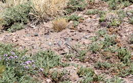 Image of Black-fronted Ground Tyrant