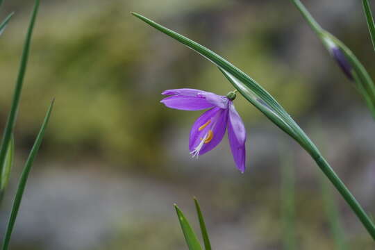 Image of Douglas' grasswidow