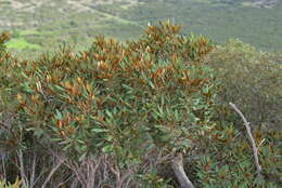 Image of Acridocarpus austrocaledonicus Baill.