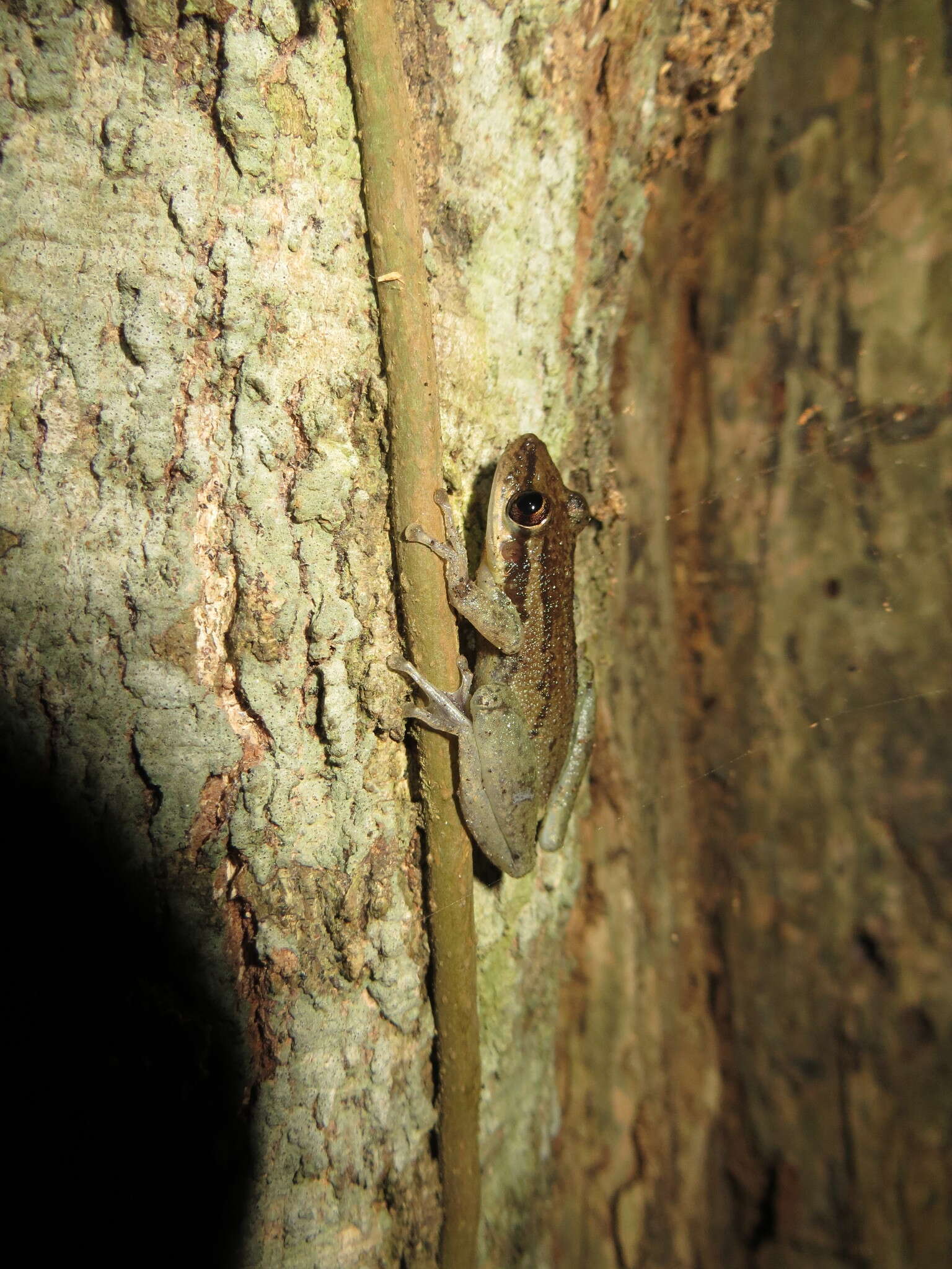 Image of Allen's Snouted Treefrog