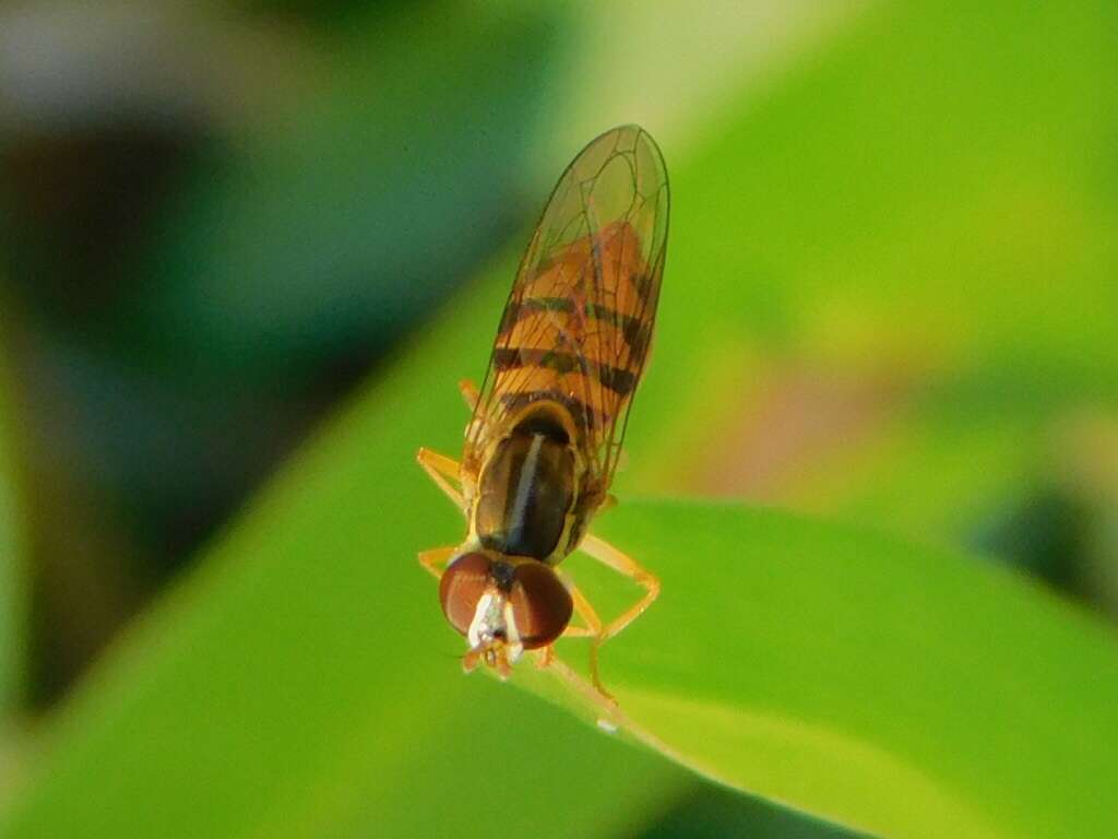 Sivun Toxomerus floralis (Fabricius 1798) kuva