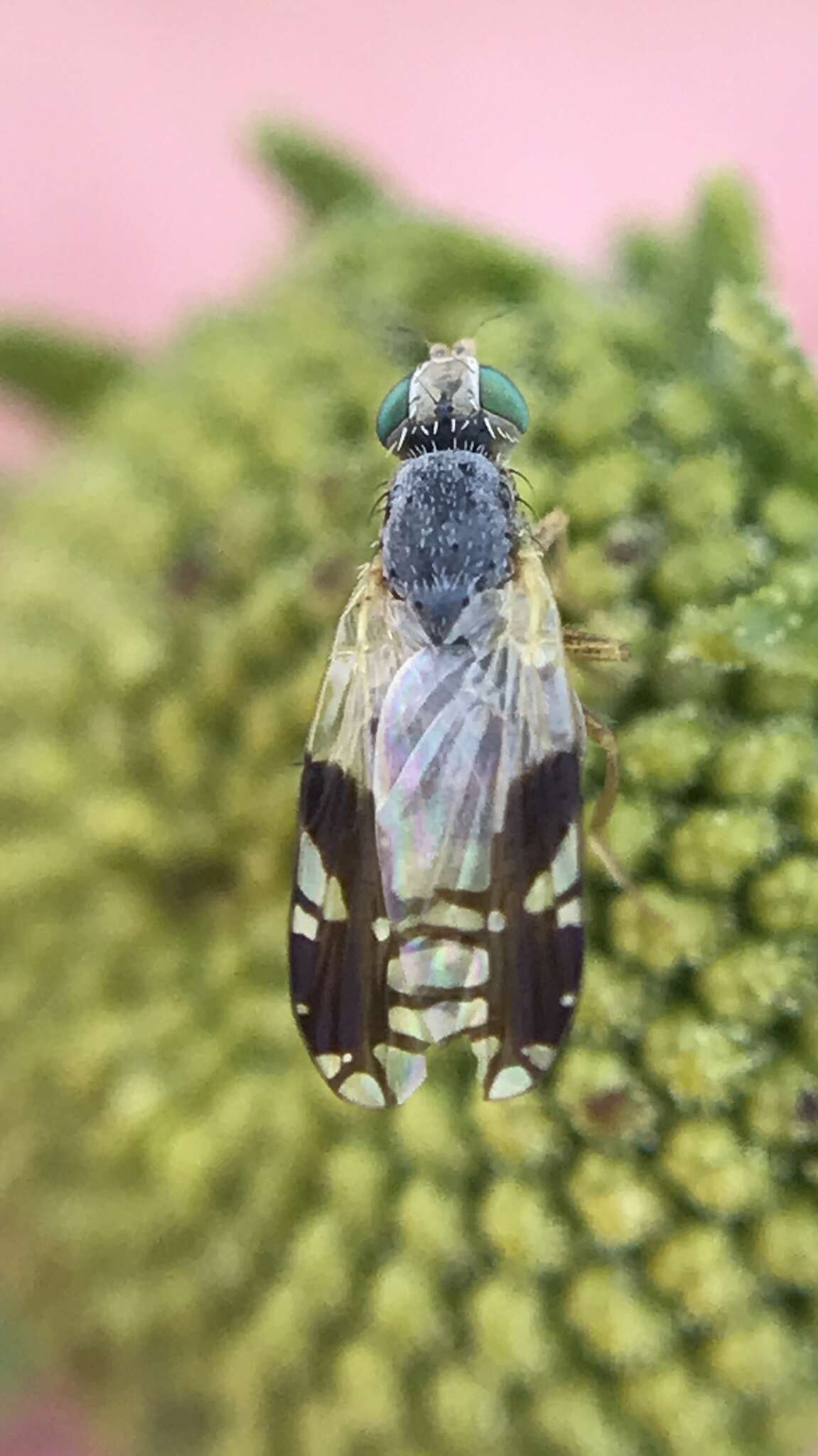 Image of Trupanea nigricornis (Coquillett 1899)